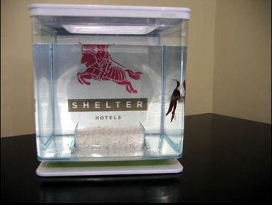 Hotel Shelter Angeles